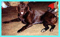 Guinevere Pix
