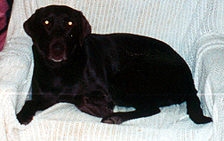 Guinevere Pix