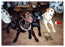 three Lab girls