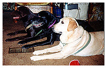 three Lab girls