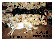 Princess, Zen, and Guinevere on couch