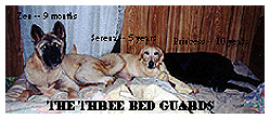 Princess, Zen, and Serena on the bed