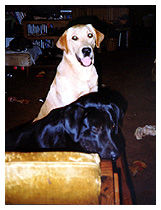 Aislinn and Magnum in chair