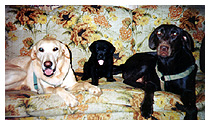 Magnum, Serena, and Guinevere on couch
