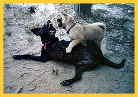 Zen and Princess play fighting