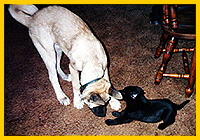Magnum on Zen's ear