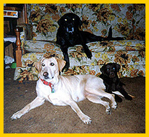 Serena, Princess and Guinevere on couch