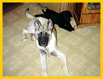 Zen and magnum in kitchen