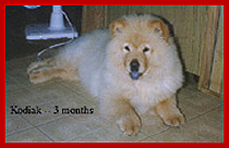  Kodiak puppy pix