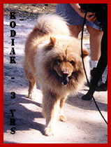 Kodiak Adult Pix