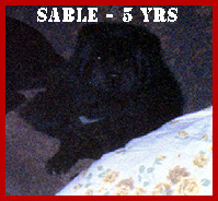 Sable adult pix