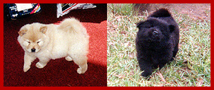 Two of Sable and Kodiak's pups