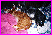 Giovanni and Garfield