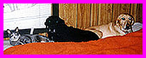 Serena, Princess, and Giovanni on the bed