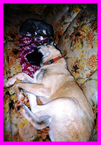 Zen and Giovanni on the couch