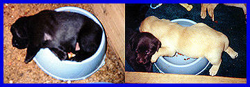lab pup