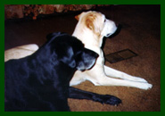 Picture of Princess and Serena profile