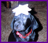 Princess Pix