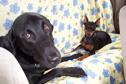 Smokee and Harley