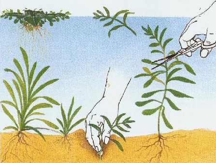 colocacao_de_plantas01.jpg (25078 bytes)