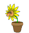 vaso11.gif (8969 bytes)
