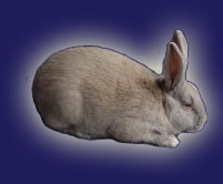 Beige Rabbit