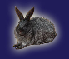 Enderby Island Rabbit