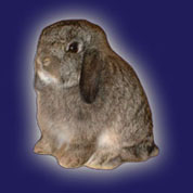 Chestnut variety Holland Lop Rabbit
