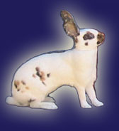 Rhinelander Rabbit