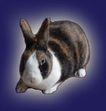 Harlequin variety Dutch Rabbit