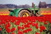 Tulip Festival, Woodburn, OR