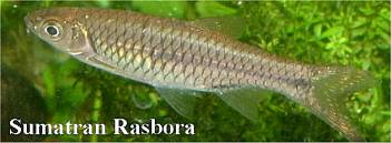 rasbora