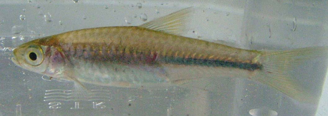 rasbora