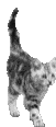 Kattekj�p