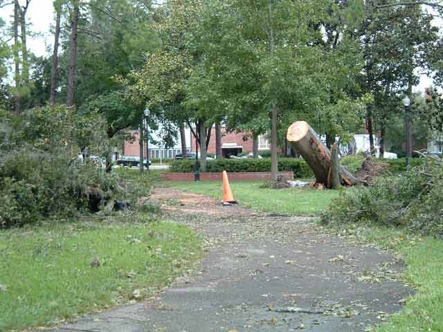 MY TREE! Oh well, I guess they couldn't leave it that way