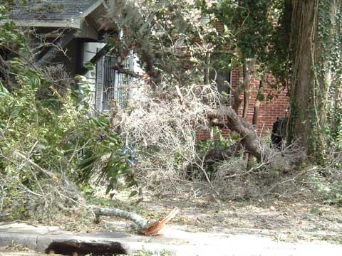 Live Oaks are dangerous.