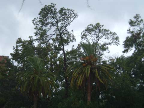 And those trees...