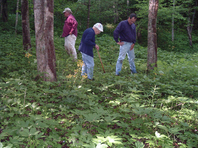 In the goldenseal patch