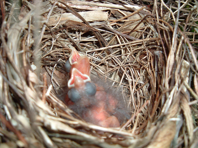 Hungry Birds