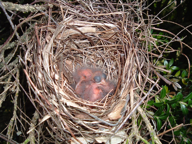 3 Baby Cardinals
