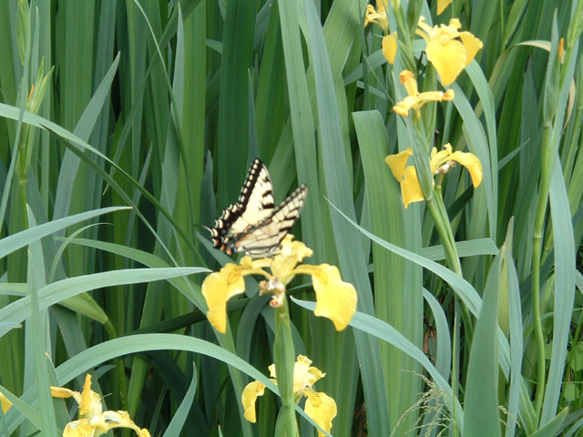 butterfly