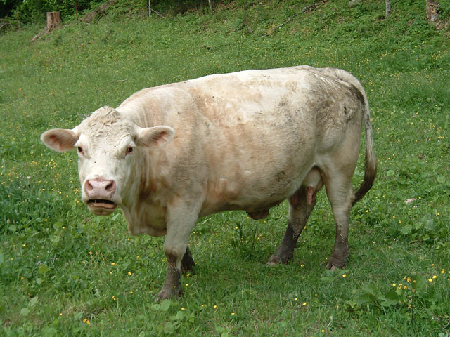 cow