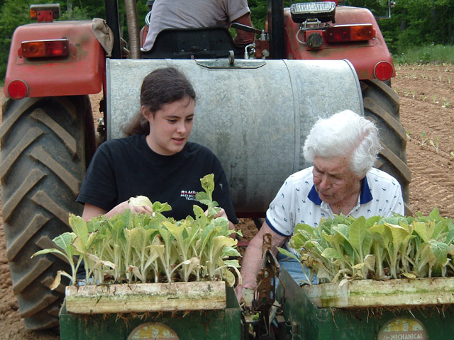 Planting tobacco with Gene