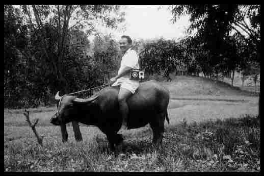 Carabao - still commonly used in rural areas