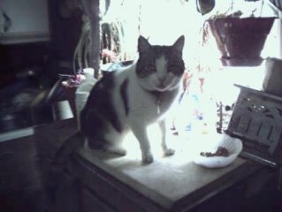 mooch