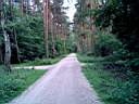 Forest_2.jpg