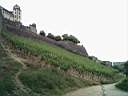 schloss_vinyard.jpg