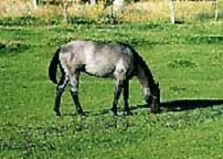 blue roan filly in field at Rather Quarter Horse Ranch
