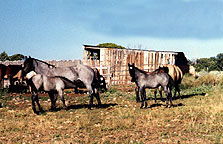 some of our mares & foals by Hancocks Blue Sheik
