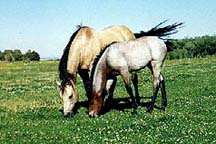 buckskin mare & bay roan colt by Hancocks Blue Sheik
